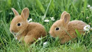 animais